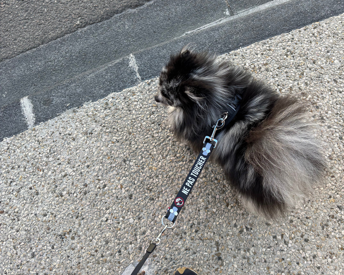 Dogtalker