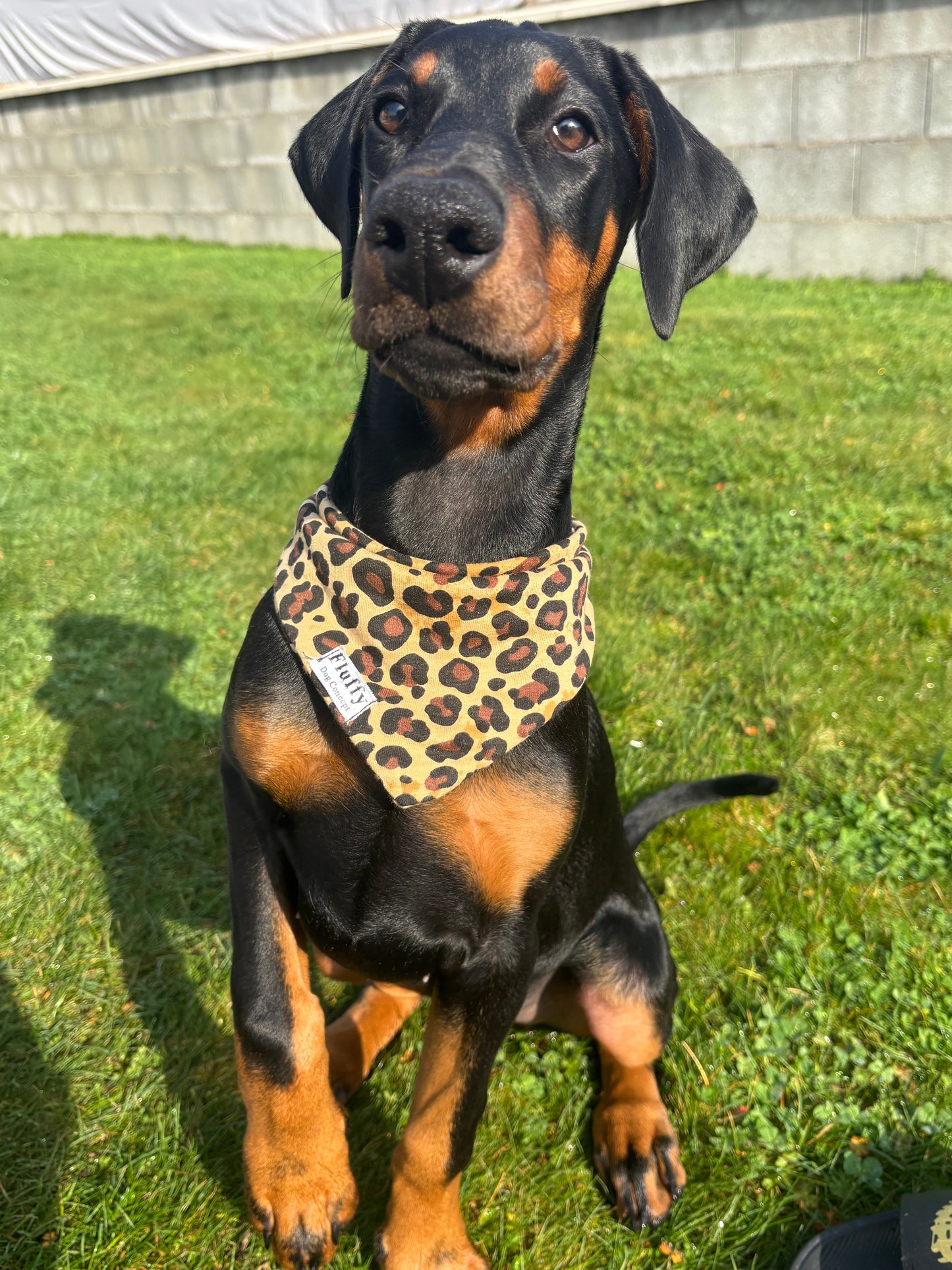 Bandana Léopard 🐆