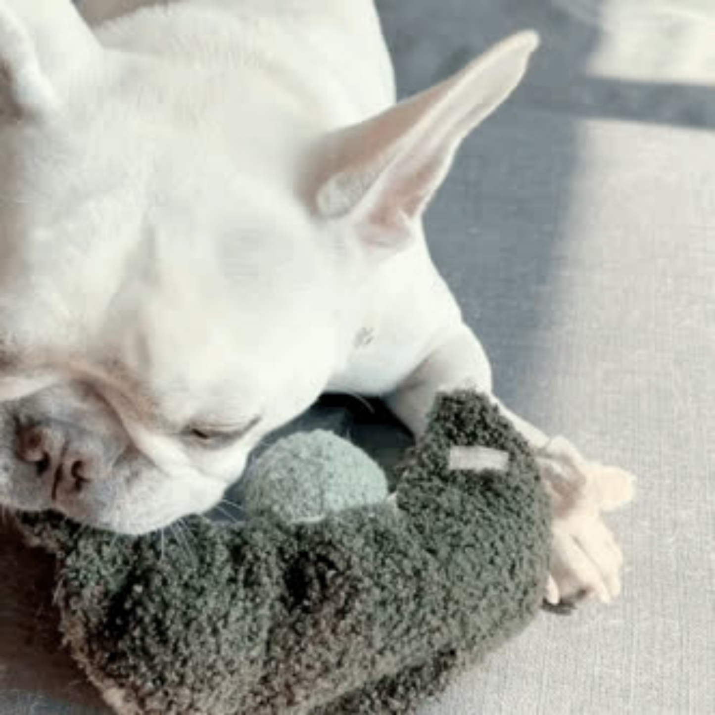 Jouet d’enrichissement Pois