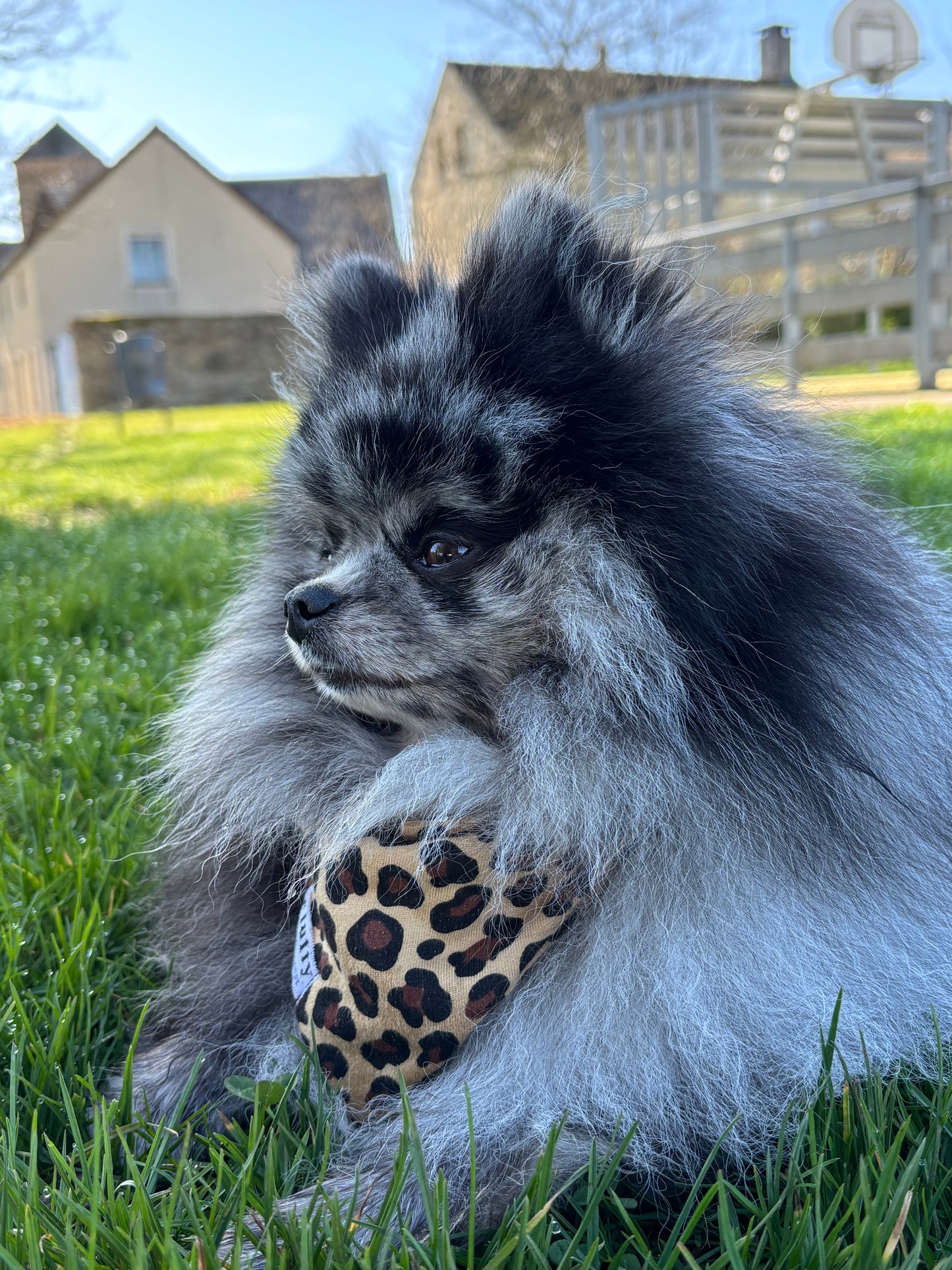 Bandana Léopard 🐆