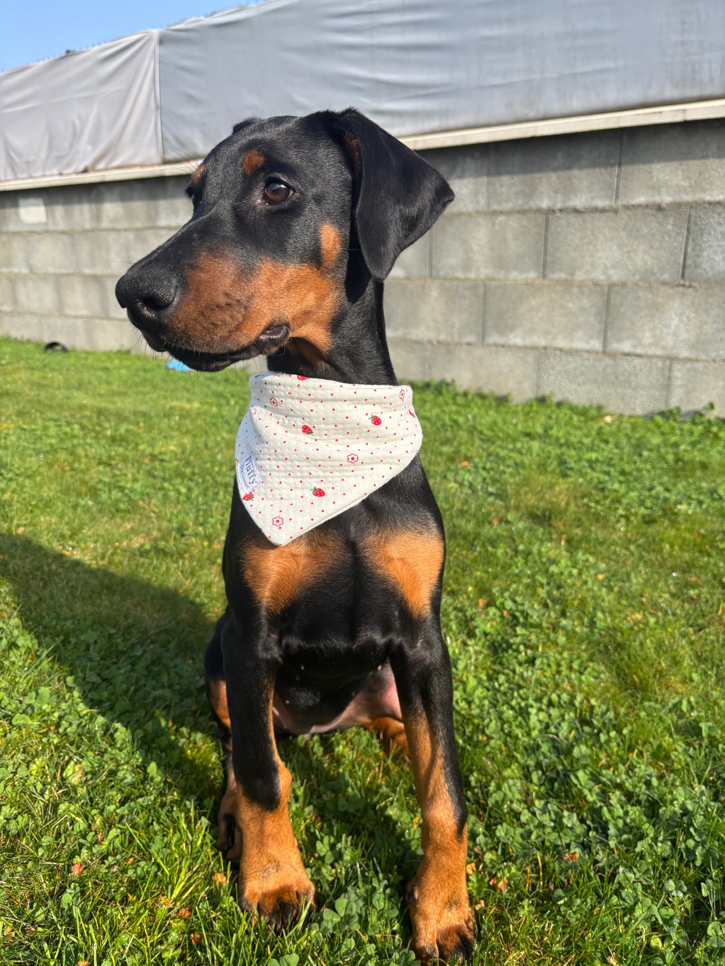 Bandana Fraise 🍓
