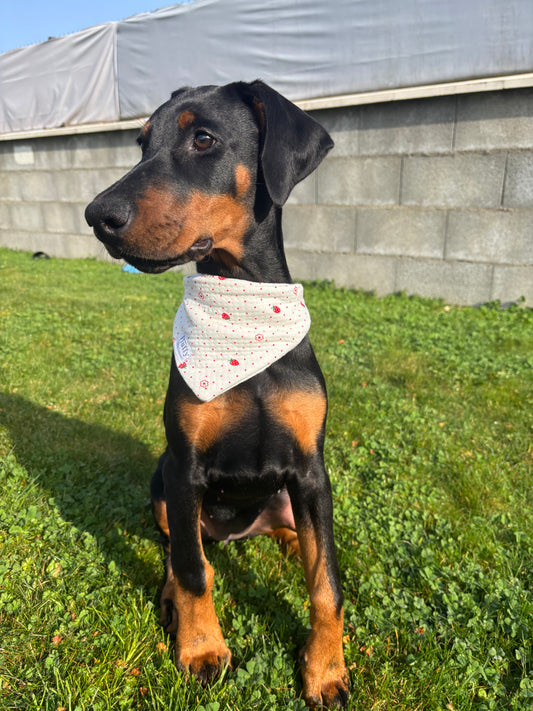 Bandana Fraise 🍓