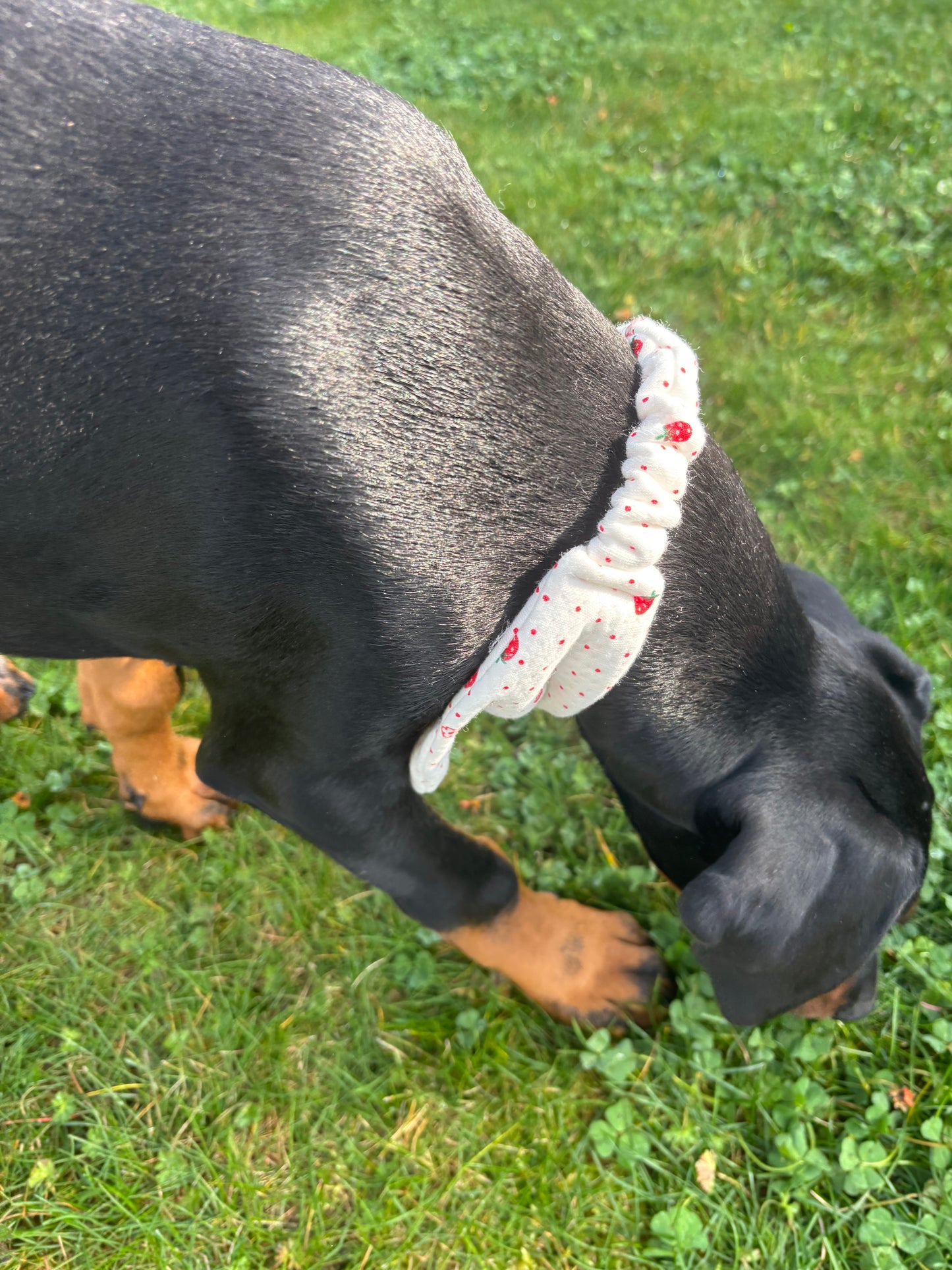 Bandana Fraise 🍓