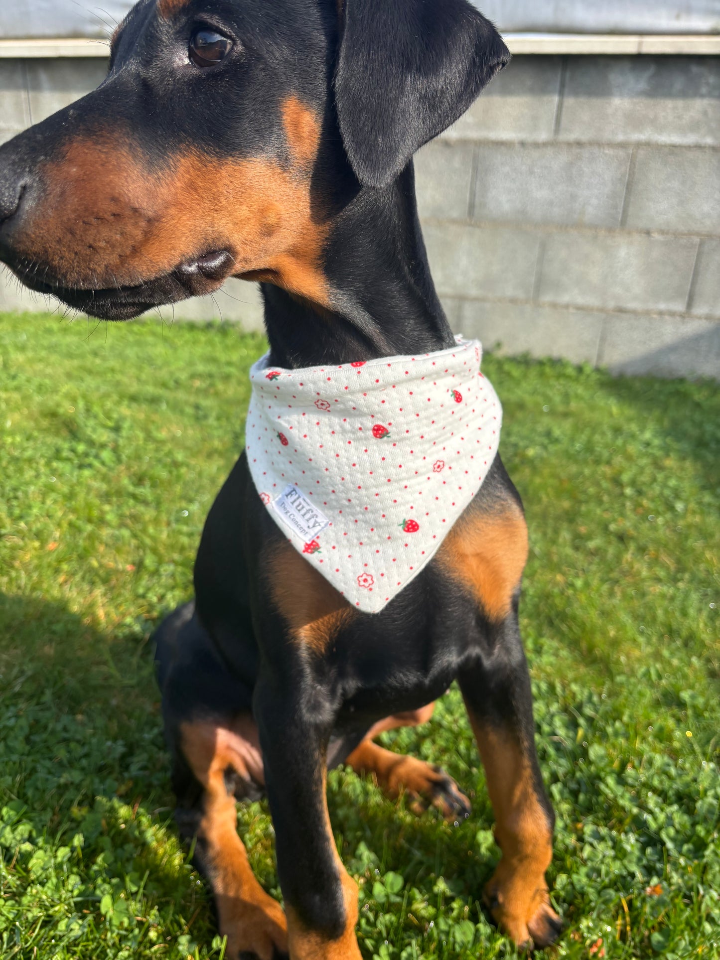 Bandana Fraise 🍓